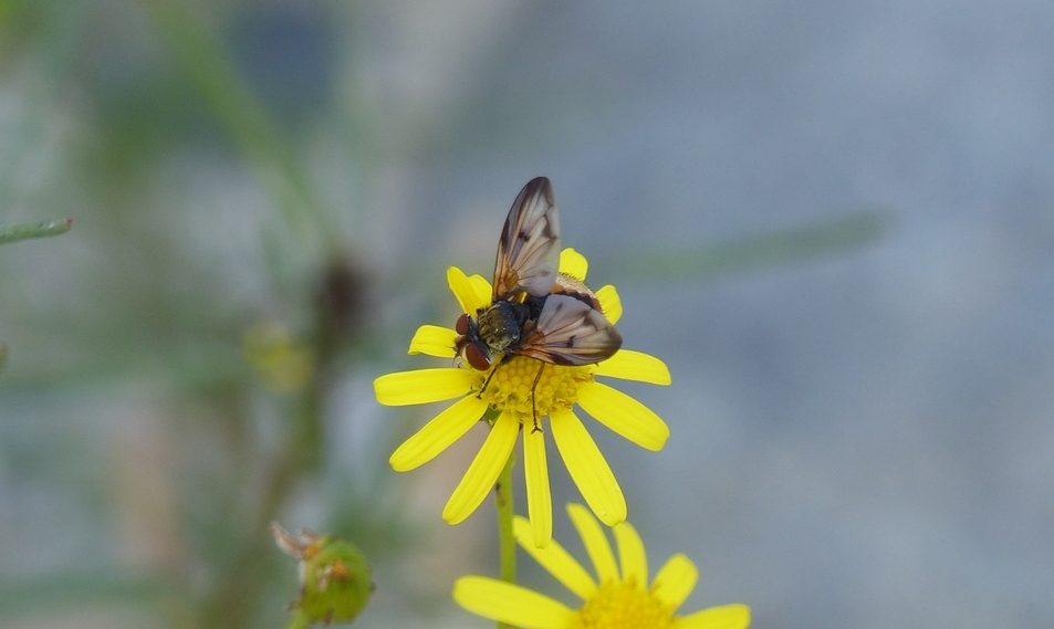 Tachinidae:  Ectophasia crassipennis, maschio